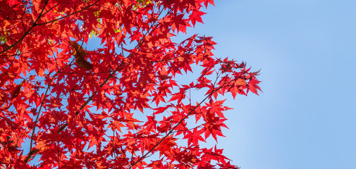 Beautiful red maple leaves in autumn sunny day, blue sky, close up, copy space, macro
