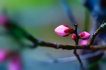 Bud of Japanese plum blossoms