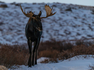 Large Bull Moose in the Snowy Mountains of Colorado