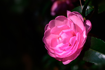 Camellia japonica