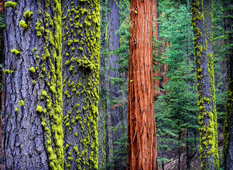 Sequoia tree stands in contrast to green moss sugar pine trees in Sequoia National Park