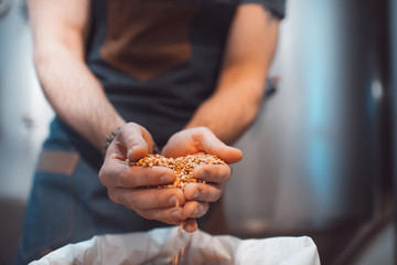 Malt in the hands of the brewer close-up. Holds grain in the palms of your hands