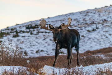 Large Bull Moose in the Snowy Mountains of Colorado