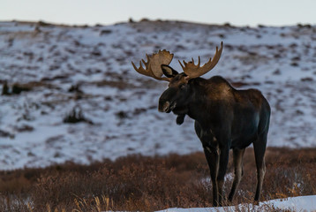 Large Bull Moose in the Snowy Mountains of Colorado at Sunrise