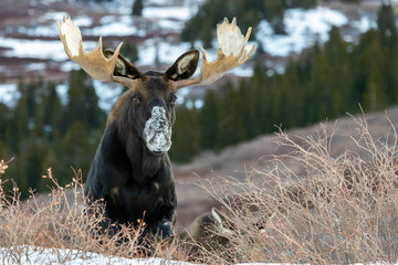 Large Bull Moose in the Snowy Mountains of Colorado