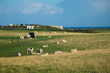 Flock of Sheep, Northern Ireland
