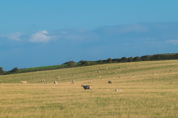 Fototapeta na wymiar Flock of Sheep, Northern Ireland