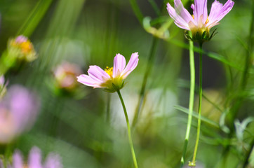 Pink flower in the garden with a blurred green background