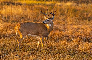 A White-tailed Deer Buck on the Prairie of Colorado in Morning Light