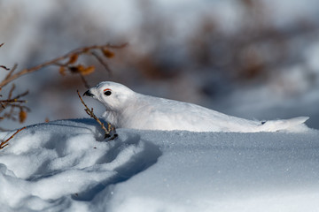 White-tailed Ptarmigan in White Winter Plumage Laying in the Snow