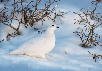 A Beautiful White-tailed Ptarmigan in White Winter Plumage in the Mountains of Colorado