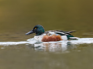 Northern Shoveler Swimming in Fall