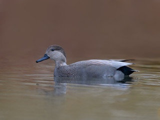 Male Gadwall Swimming in Fall