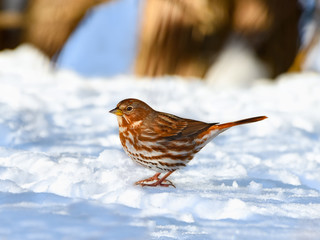 Fox Sparrow Standing on Snow