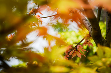 Red and green leaves close-up