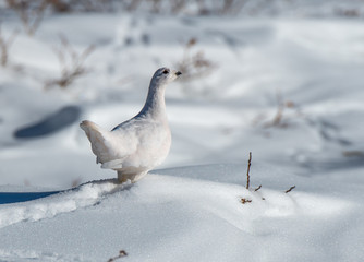 A Beautiful White-tailed Ptarmigan in White Winter Plumage in the Mountains of Colorado