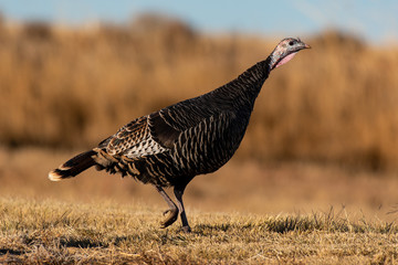 Wild Turkey In an Agricultural Field
