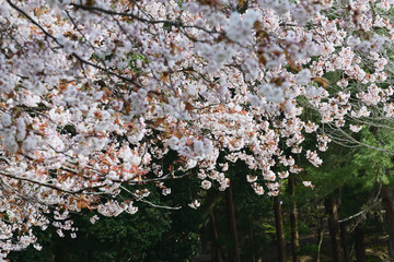 Prunus lannesiana 'Narano Kokonoe Zakura'