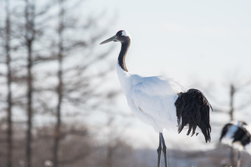Fototapeta premium Red-crowned crane in Tsurui Village of Hokkaido, Japan.