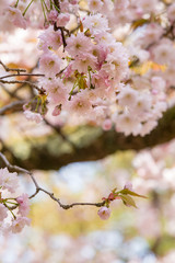 Prunus lannesiana 'Narano Kokonoe Zakura'