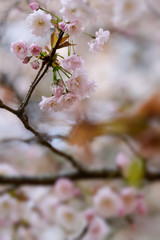 Prunus lannesiana 'Narano Kokonoe Zakura'