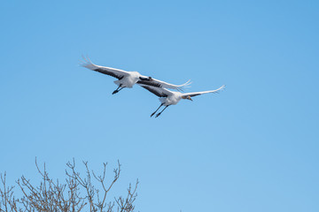 Red-crowned cranes flying in Tsurui Village of Hokkaido Japan. One adult and one young.