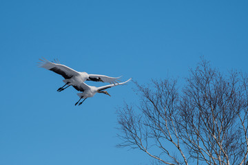 Red-crowned cranes flying i Tsurui Village of Hokkaido Japan. One adul and one young.