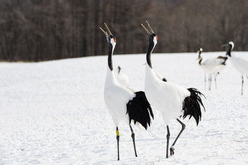 Red-crowned cranes whooping in Tsurui Village of Hokkaido Japan. © 雅文 大石