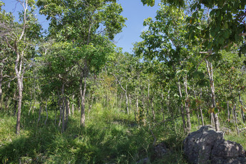 tree forest on slope hill.