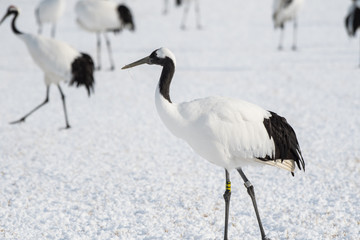 Red-crowned crane walking in Tsurui Village of Hokkaido Japan.