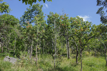 tree forest on slope hill.