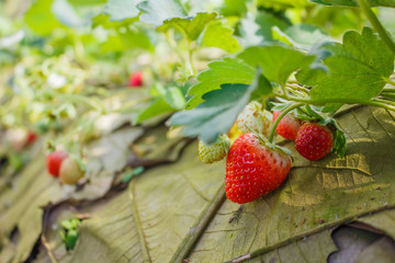 strawberry farm temperate fruits.