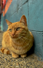 felino de pueblo