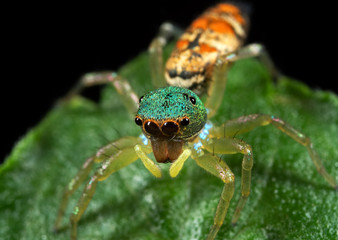 Macro Photo of Colorful Jumping Spider on Green Leaf