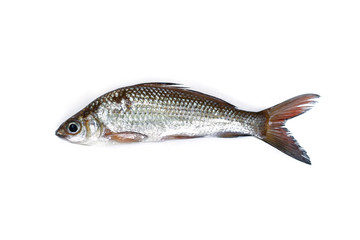 Freshwater Fish on white background.