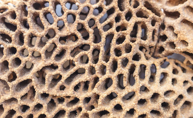 Termite Nests texture full background.