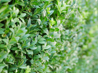 Closeup of English box hedge leaves with shallow depth of field