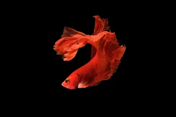 Fotobehang The moving moment beautiful of red siamese betta fish or splendens fighting fish in thailand on black background. Thailand called Pla-kad or biting fish. © Soonthorn