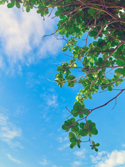 The sky with clouds can be seen through the foliage of the tree