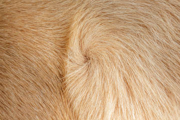 orange and brown fur texture full background.