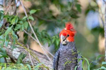 Male Gang gang cockatoo