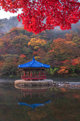 Maple red in Naejangsan national park, South korea.