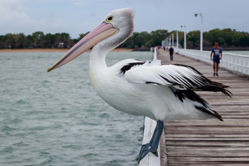 Pelican sitting on Pier