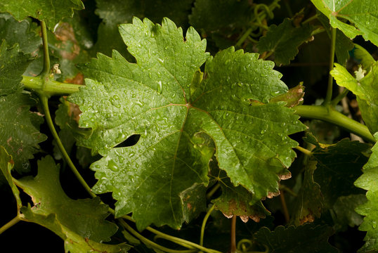 follaje de parras vid