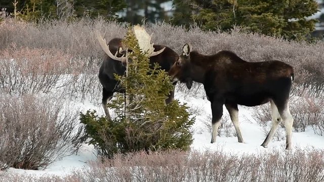 Bull Moose in Snow in the Colorado Rocky Mountains