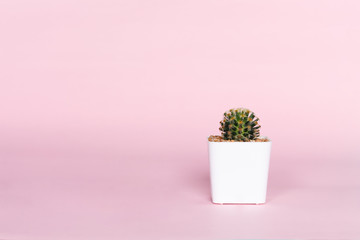 Cactus in white pot on pink background.