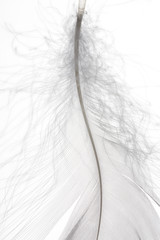 Obraz premium Detail of a delicate white feather