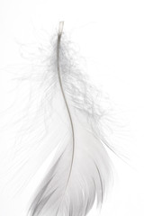 Detail of a delicate white feather