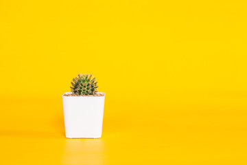 Cactus in white pot on yellow background.