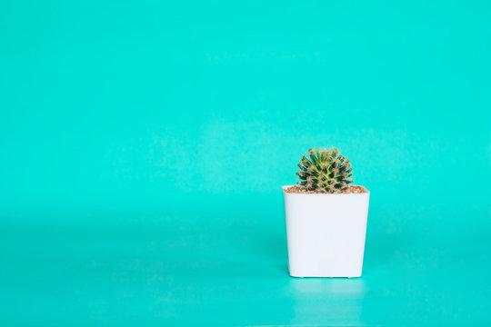 Cactus in white pot on green background.